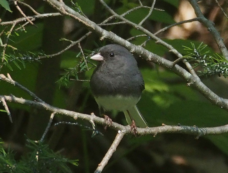 Mystery bird to be identified