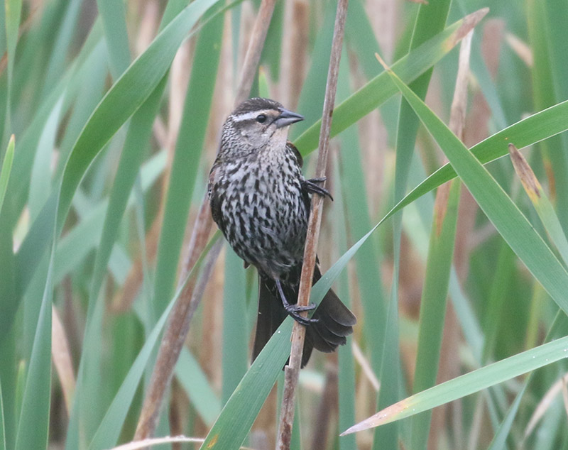 Mystery bird to be identified
