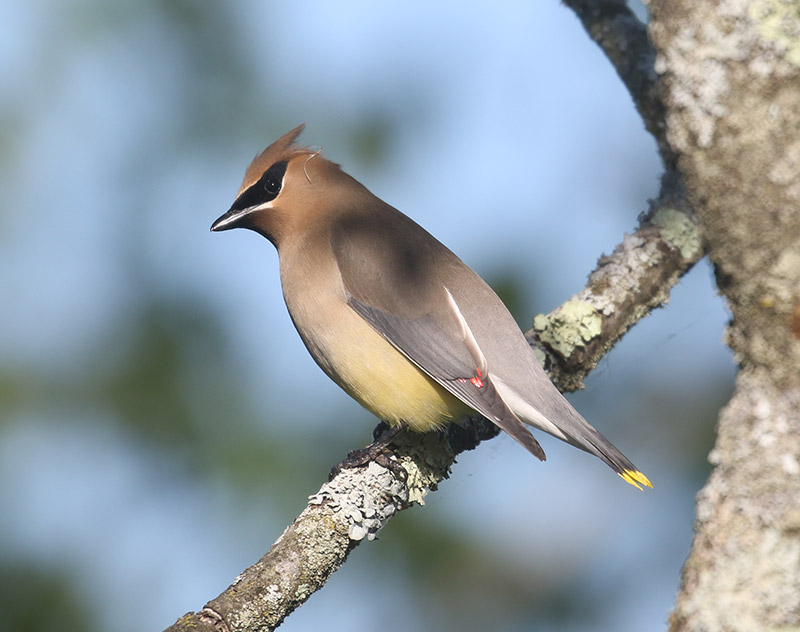 Mystery bird to be identified