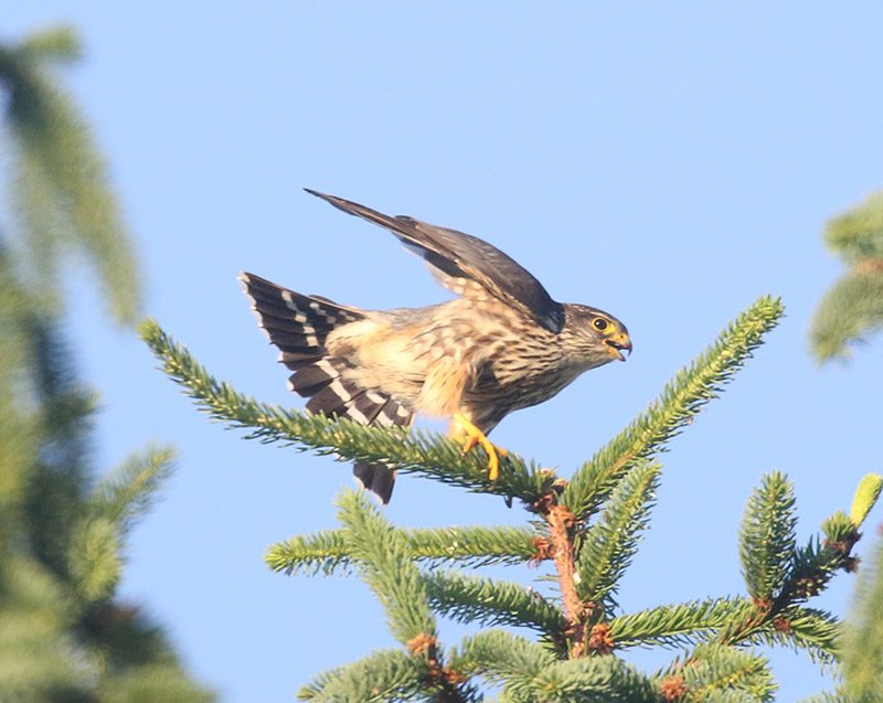 Mystery bird to be identified