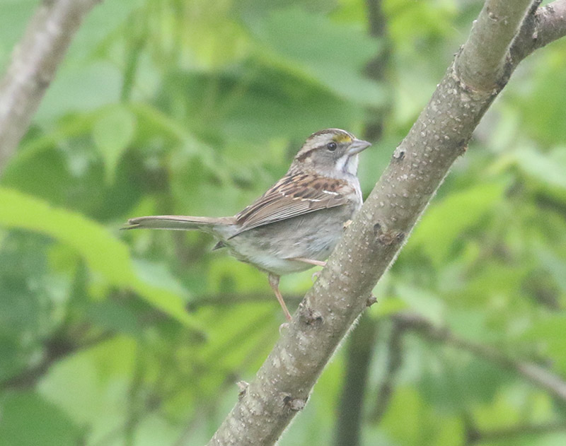 Mystery bird to be identified