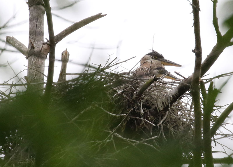Mystery bird to be identified