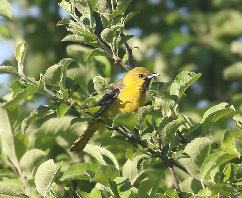 Mystery bird to be identified