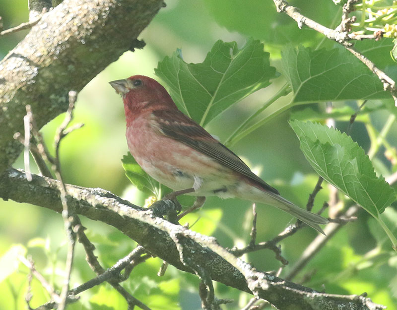 Mystery bird to be identified