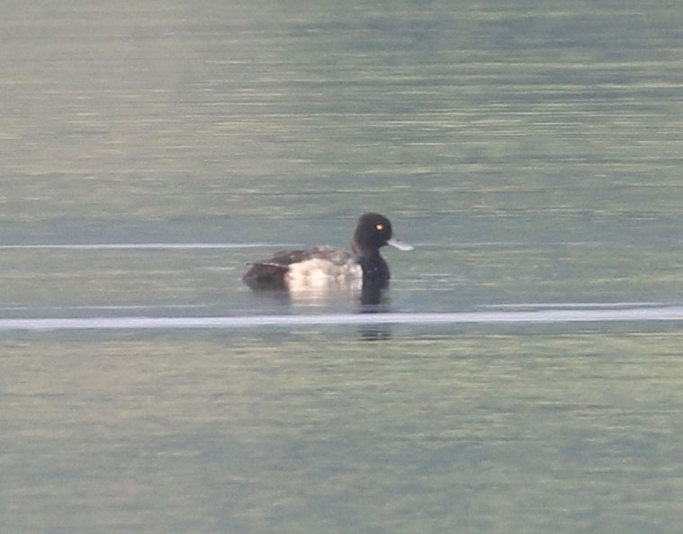 Mystery bird to be identified