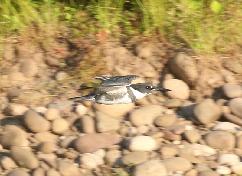 Mystery bird to be identified