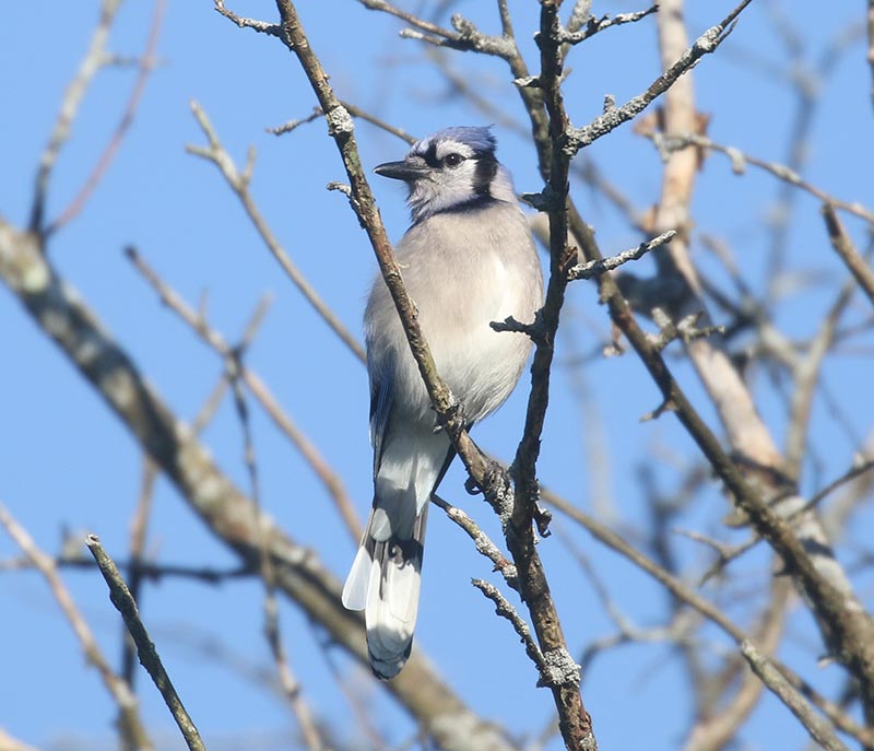Mystery bird to be identified