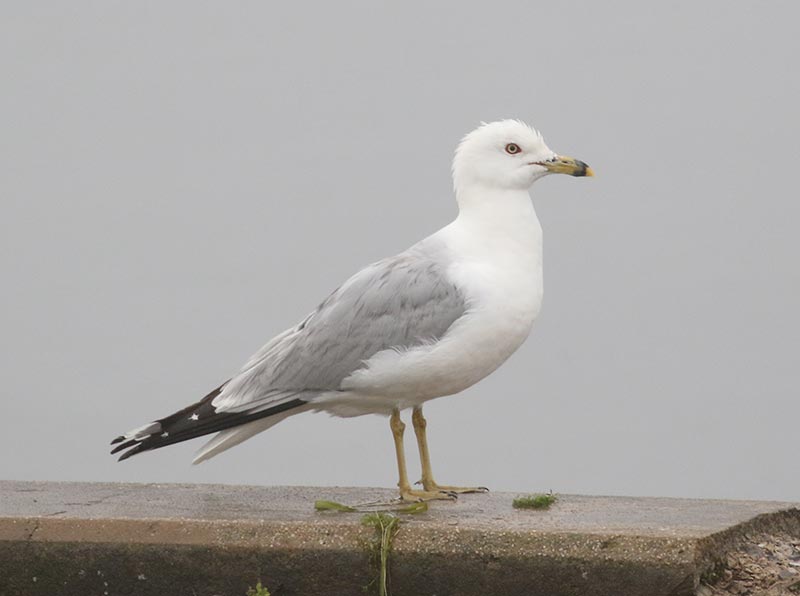 Mystery bird to be identified