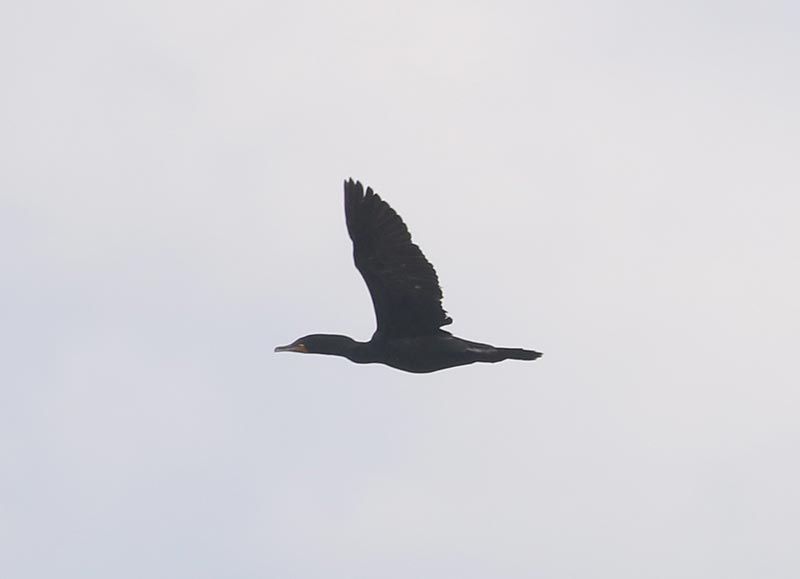 Mystery bird to be identified