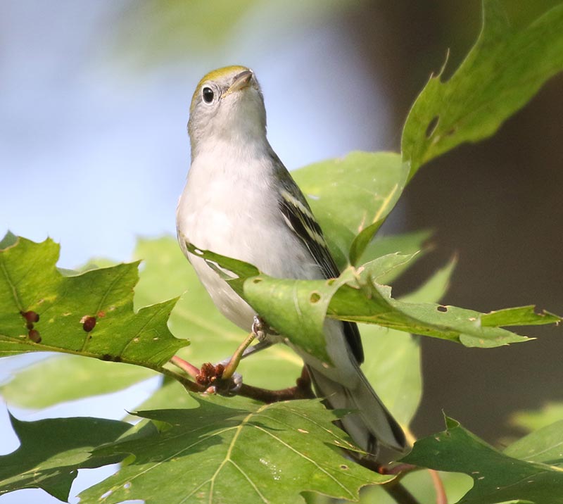 Mystery bird to be identified