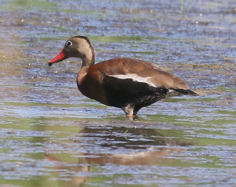 Mystery bird to be identified