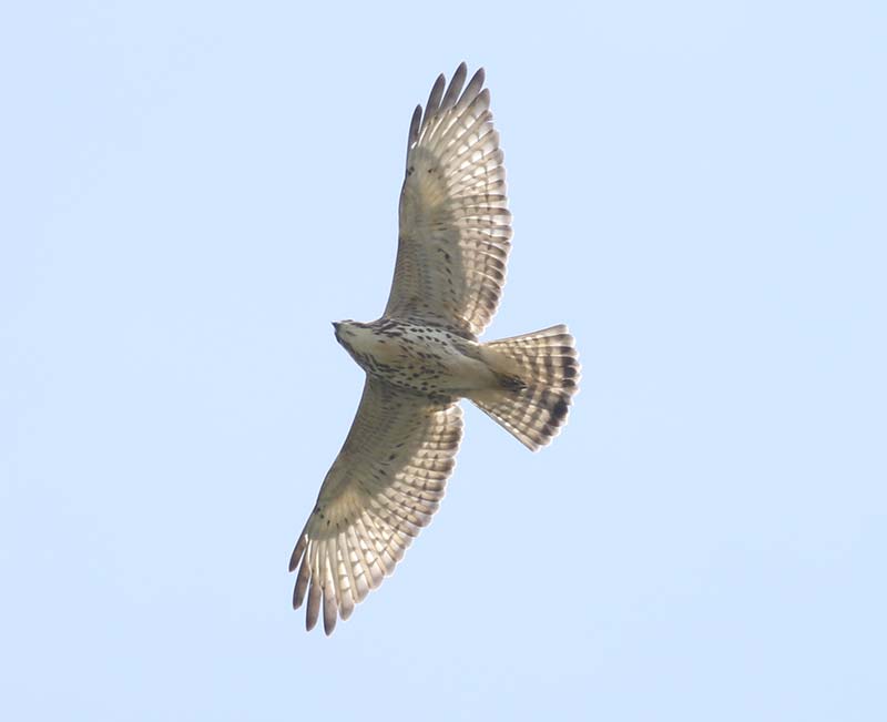Mystery bird to be identified