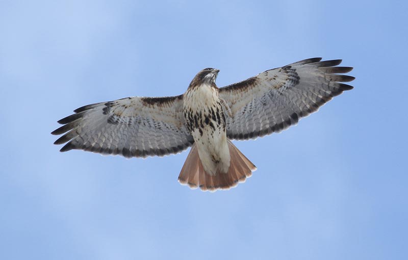 Mystery bird to be identified