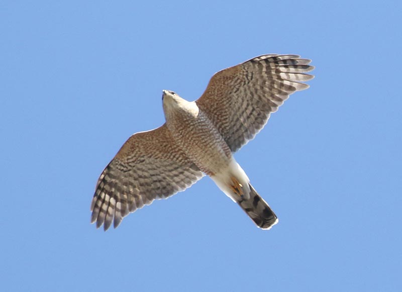 Mystery bird to be identified
