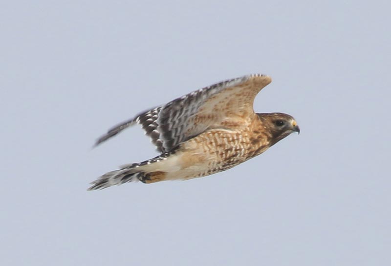 Mystery bird to be identified