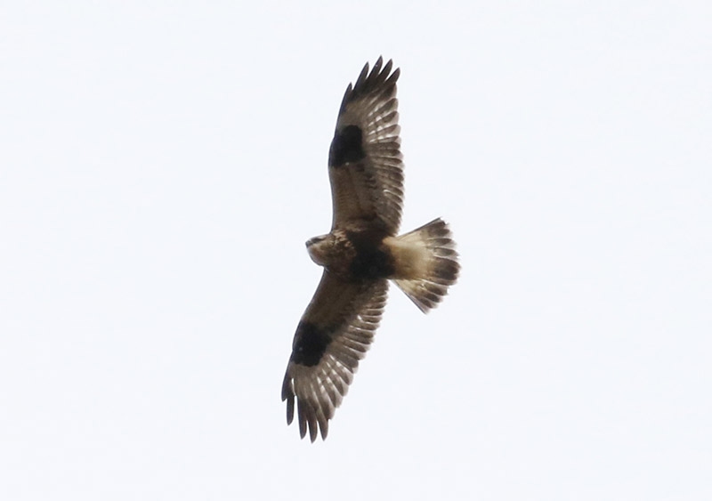 Mystery bird to be identified