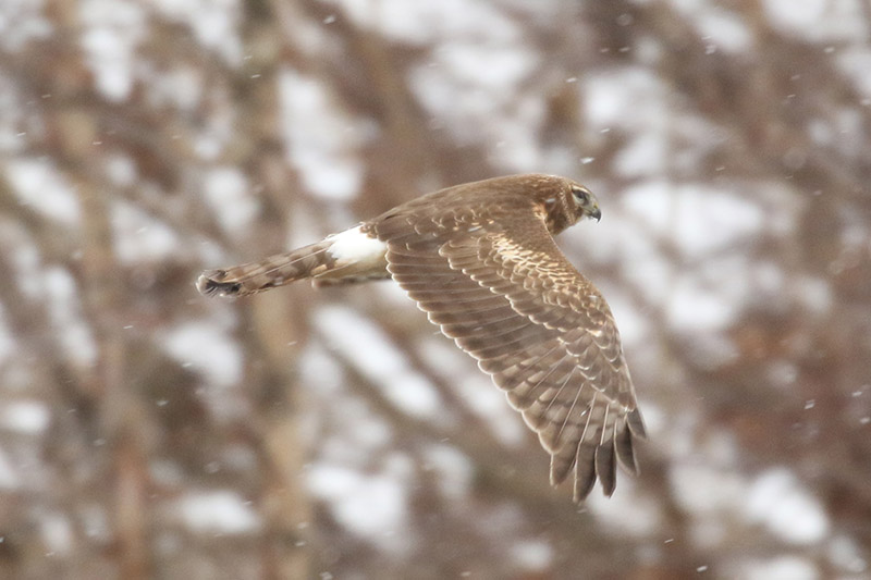 Mystery bird to be identified