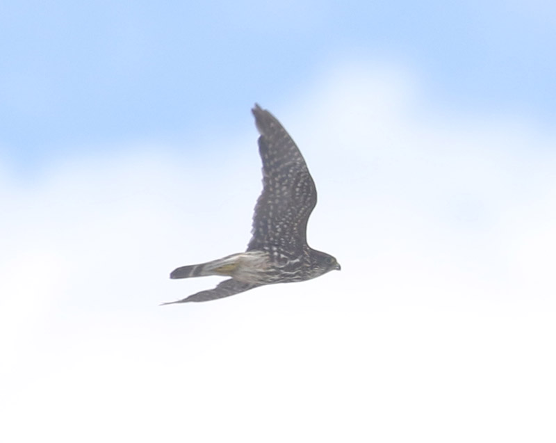 Mystery bird to be identified