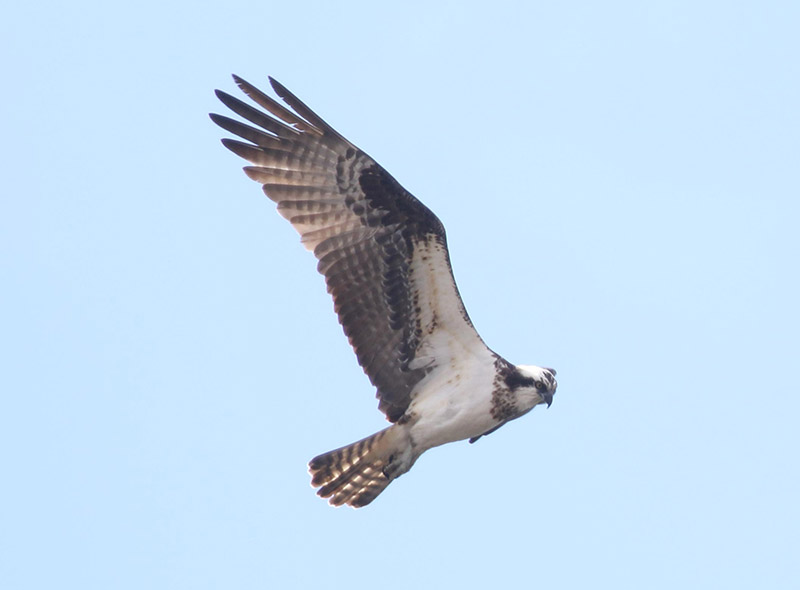 Mystery bird to be identified
