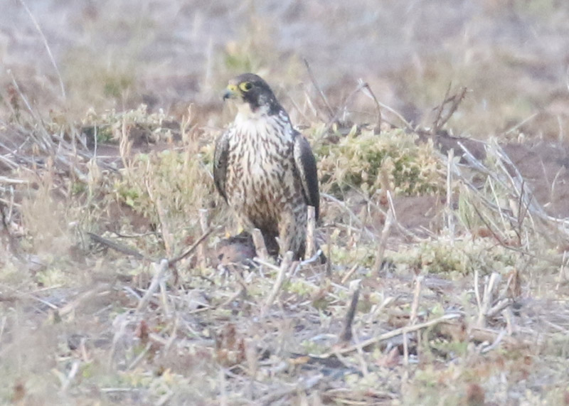 Mystery bird to be identified