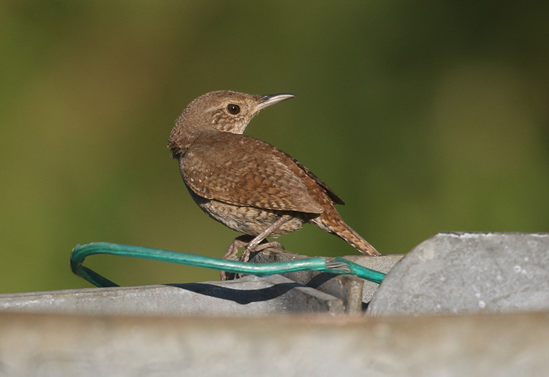 Mystery bird to be identified
