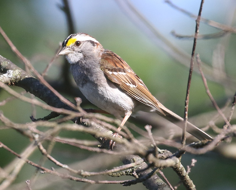 Mystery bird to be identified