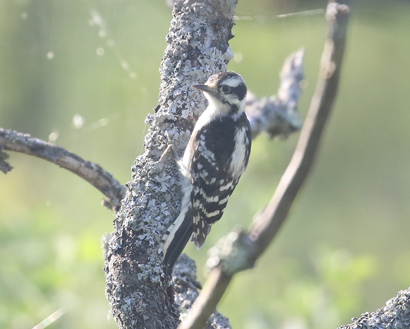 Mystery bird to be identified