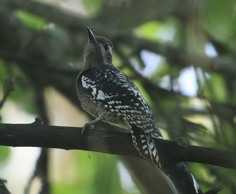 Mystery bird to be identified