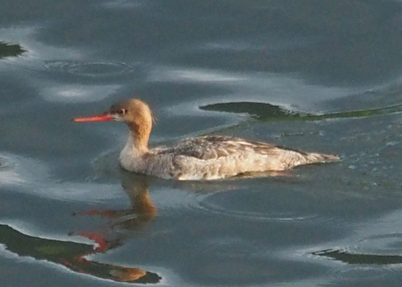 Mystery bird to be identified