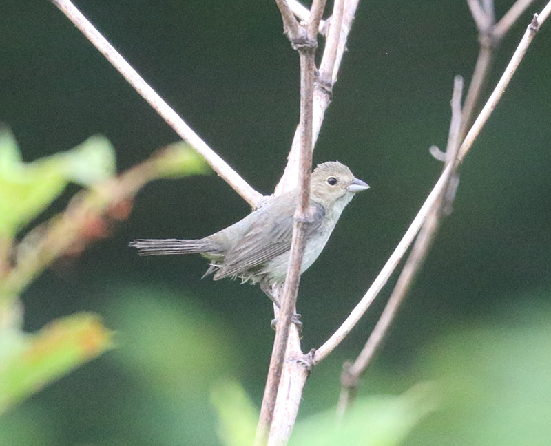 Mystery bird to be identified