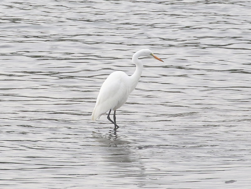 Mystery bird to be identified