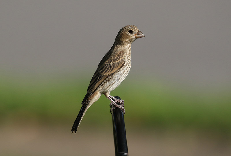 Mystery bird to be identified