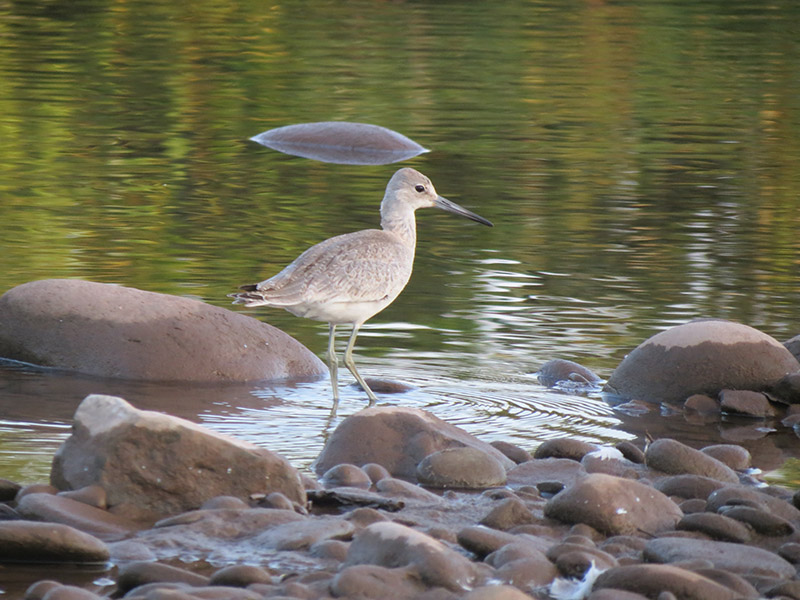Mystery bird to be identified