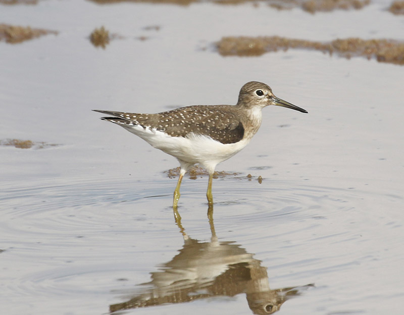Mystery bird to be identified