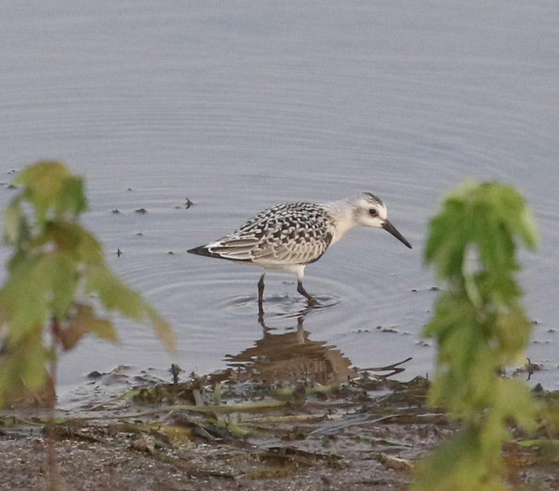 Mystery bird to be identified