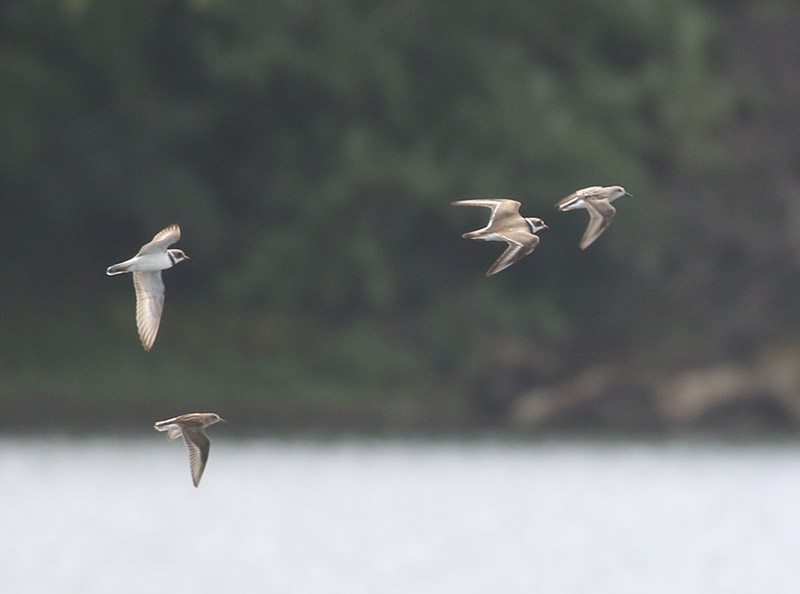 Mystery bird to be identified