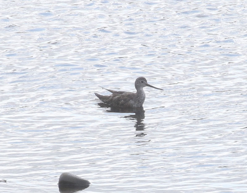 Mystery bird to be identified