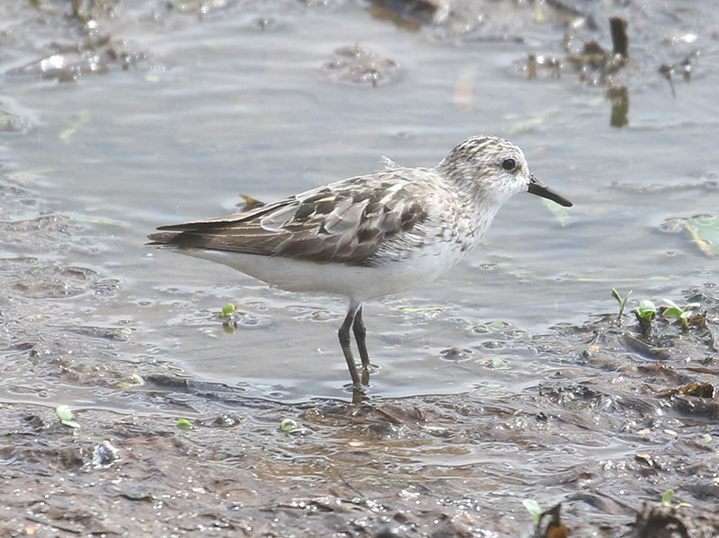 Mystery bird to be identified