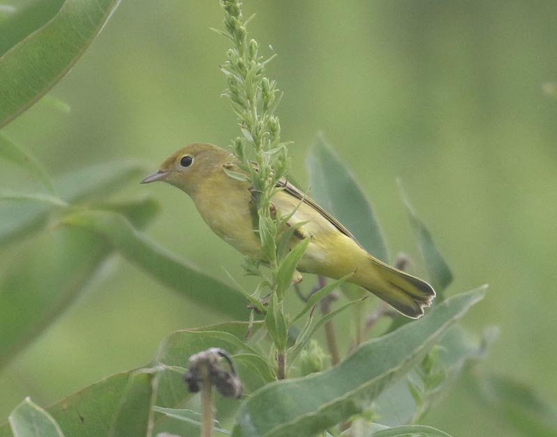 Mystery bird to be identified
