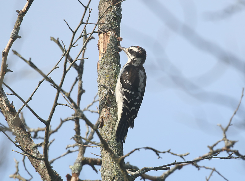 Mystery bird to be identified