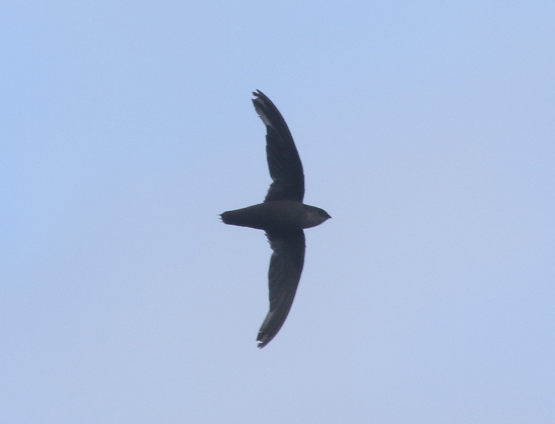 Mystery bird to be identified