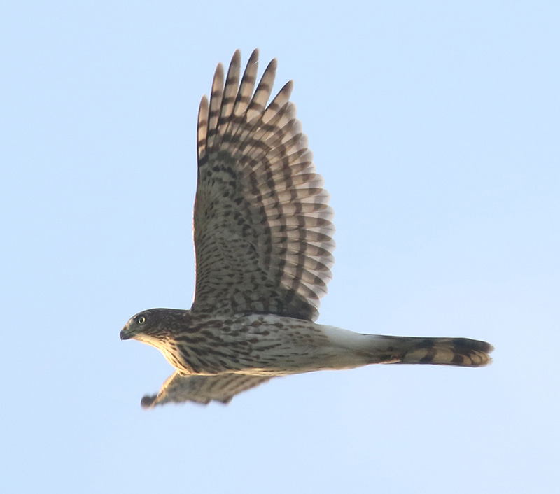 Mystery bird to be identified