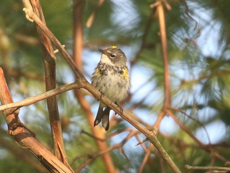 Mystery bird to be identified