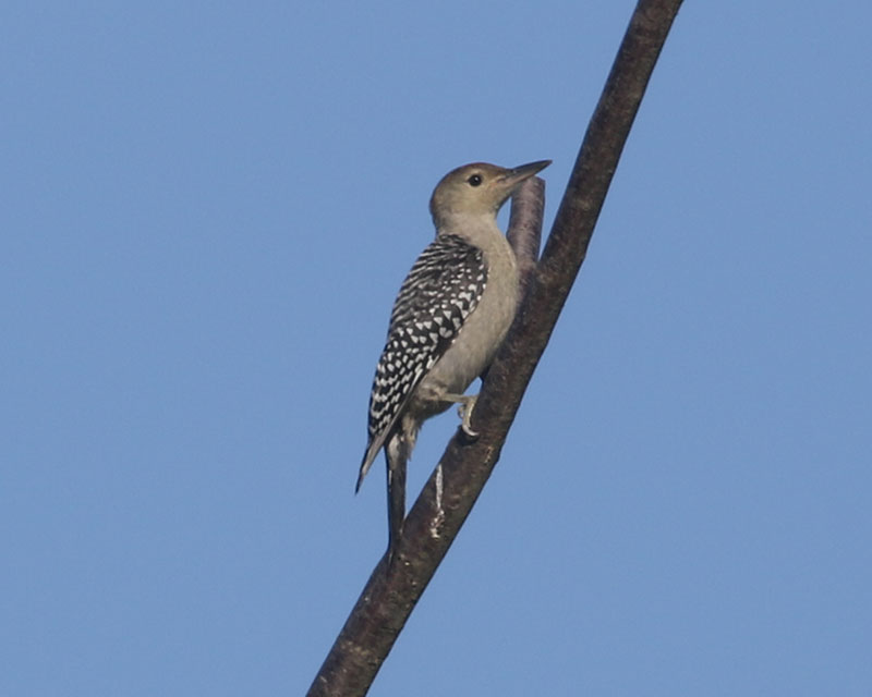 Mystery bird to be identified
