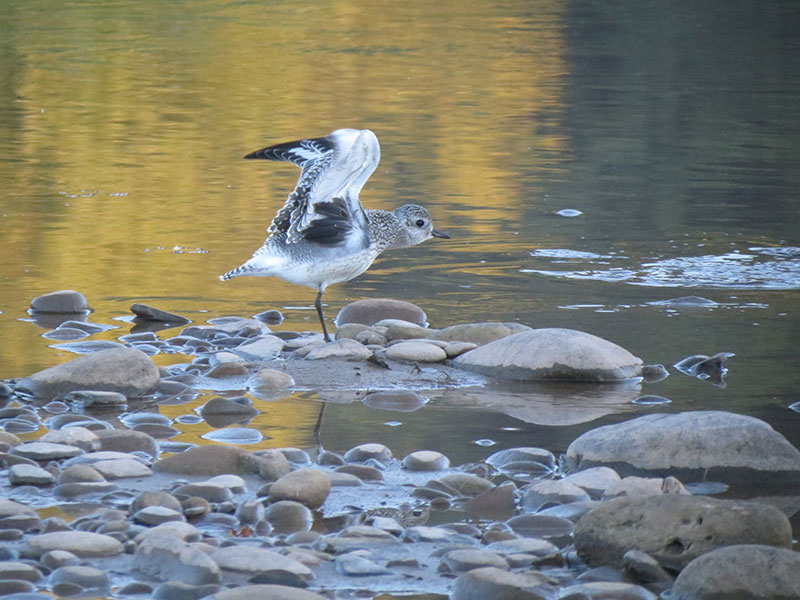 Mystery bird to be identified