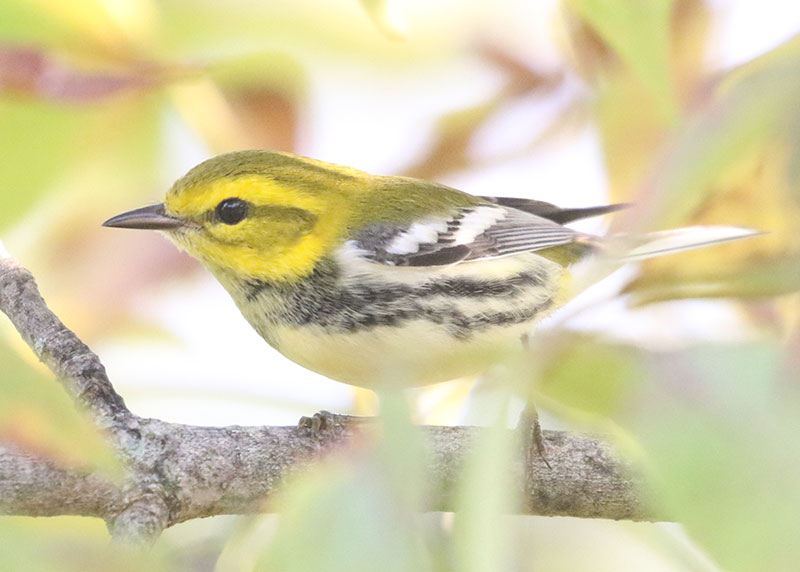 Mystery bird to be identified