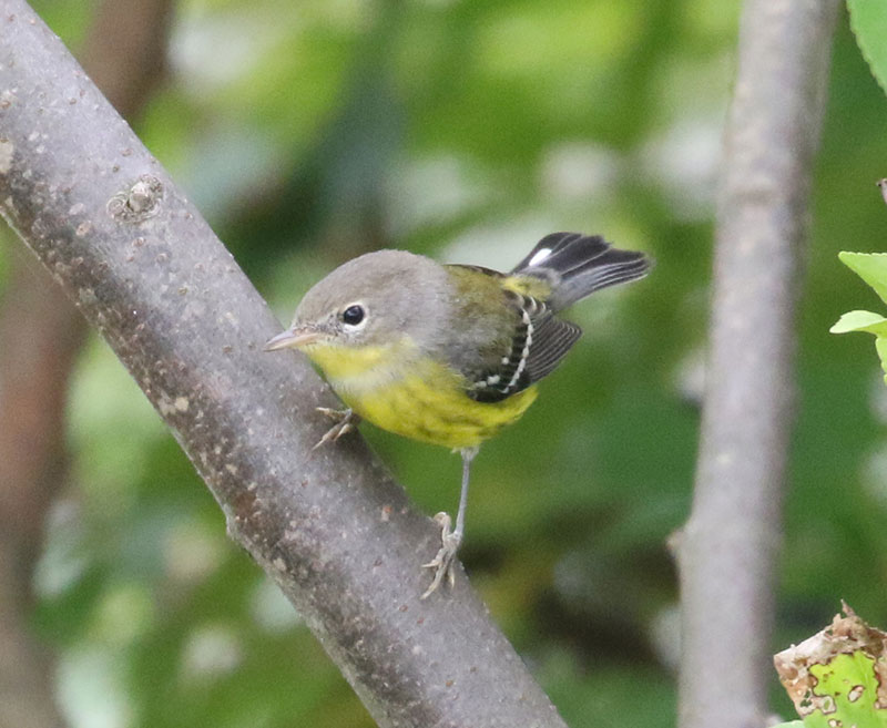 Mystery bird to be identified