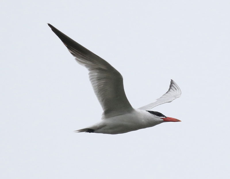 Mystery bird to be identified