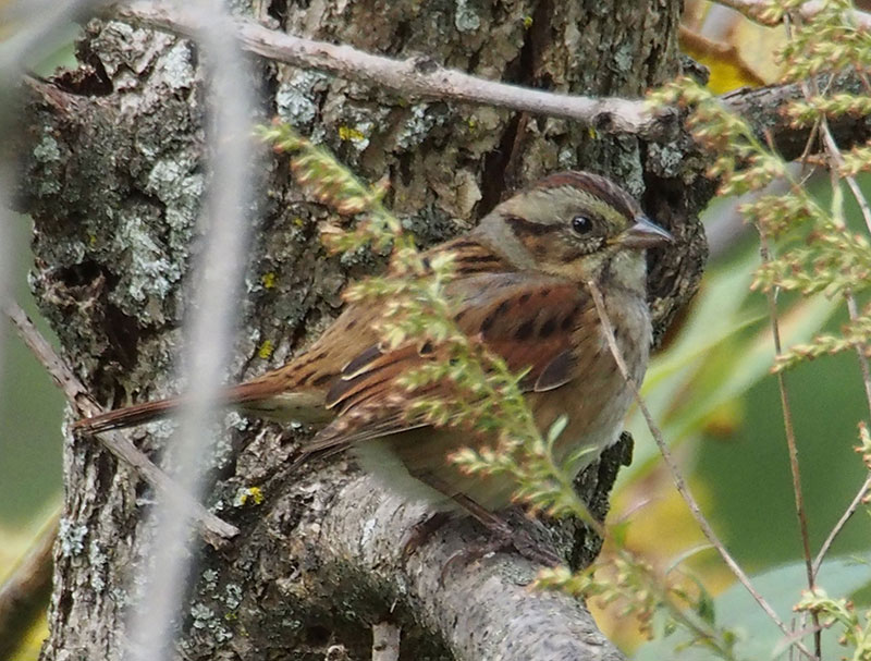 Mystery bird to be identified