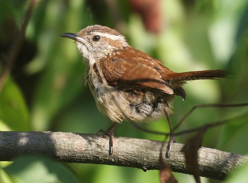 Mystery bird to be identified